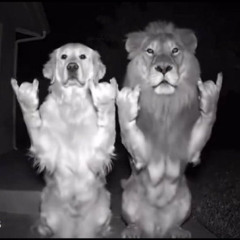 ///puli<3///podsharyat no ne scha///(prod. wokhardt)