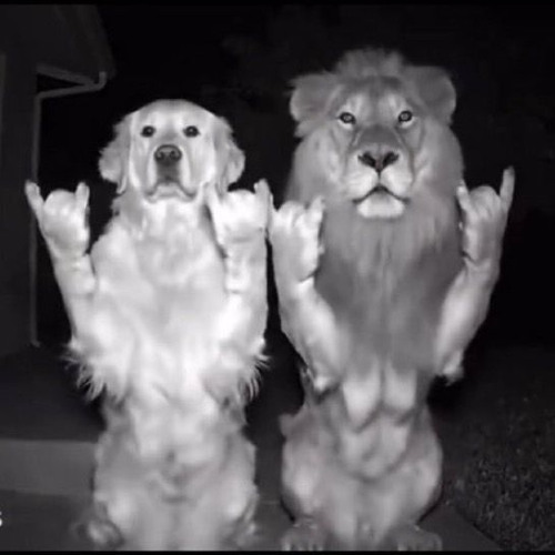 ///puli<3///podsharyat no ne scha///(prod. wokhardt)