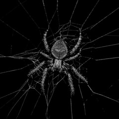 Tarantula ft.  lil gary