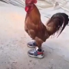 [FREE] ''pissed on your shoes'' Nascar Aloe, Lil Darkie, Rico Nasty hard type beat