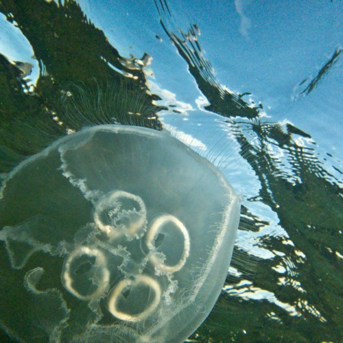 DIGITAL HIGH X PIP RADIO