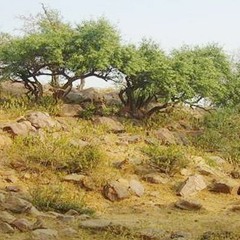 8- Govardhan Parikrama