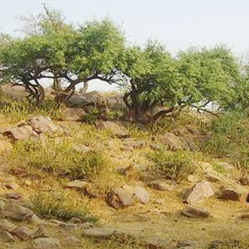 9 - Govardhan Parikrama 2