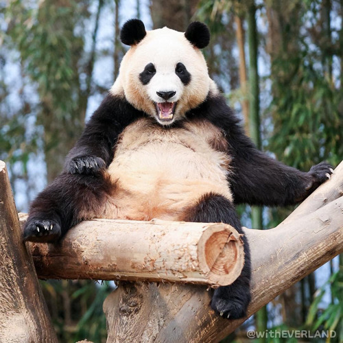 Cô Gái Vàng x Thích Hôn - QTrung Remix