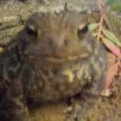 Just some good music