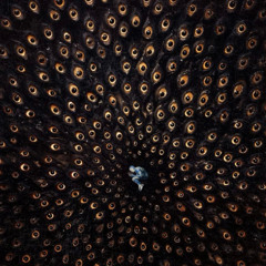 All The World Is A Stage