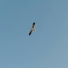 Soar - track 4