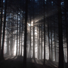 A Moment in a Dark Forest