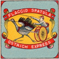 Flaccid Spatula - Ostrich Express