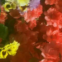 Plastic Bottles DEMO