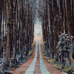 Forbidden Road