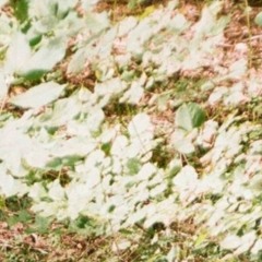 Uecalypt - Photosphere