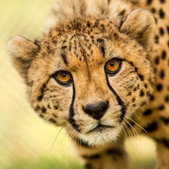 Cheetah - Psytechno