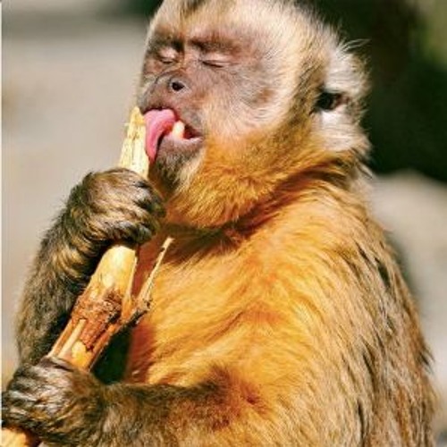 JB - Licking Stick (JR.Dynamites Lick My Stick Edit)