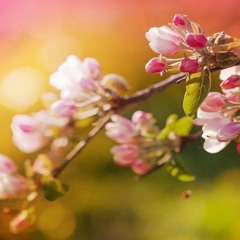 Beautiful Relaxing Music With No Loops - Stunning Nature & Calm Music