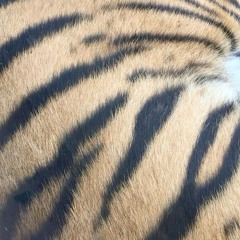 infinity gauntlet freestyle prod.stedollaz