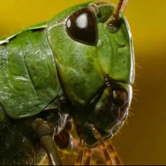 ВЫДУМАННЫЙ ЯЗЫК