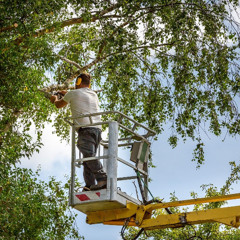 The Arborist Advantage: Keeping Trees and Landscapes Healthy