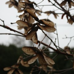 To Be Frank (Instrumental)