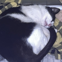 I love my cats (prod. Tykun II)