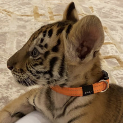 ‎⁨دارك وداري  عبدالله ال جفران