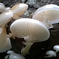 The Mushrooms of North