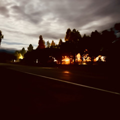 Palms