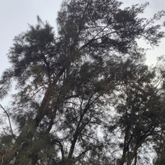 فاضيه نتمشى شويه