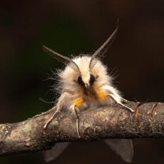 PARTI.com JUNGLE STREAM 1.0