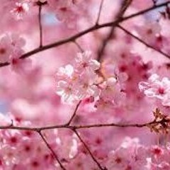 Dreams Of Sakura - Soundtrack