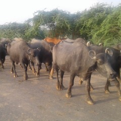 GJ-Livestock-Cattle
