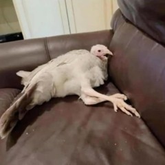 Third leg peripheral neuropathy .wav