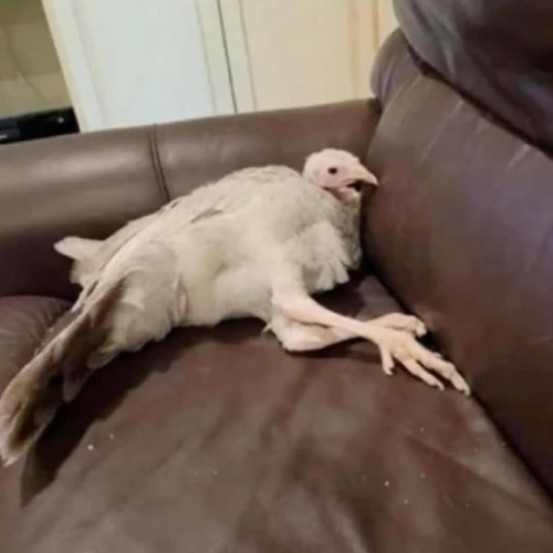 Third leg peripheral neuropathy .wav