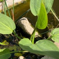 Vana - underwater recording in my garden