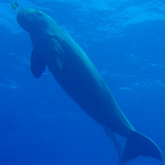 emgy - dugong prod arquette