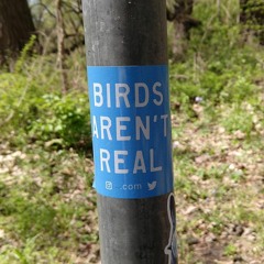 Birds Aren't Real (disquiet0516)