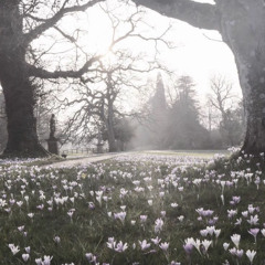 nunca mas (prod.sakurashawty)