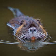 Y'a des ragondins là bas - rap instrumental
