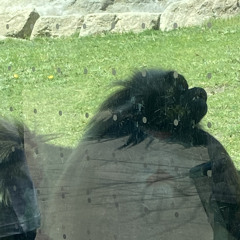 Rotten Feat Kenny B and VIP Wild Beast