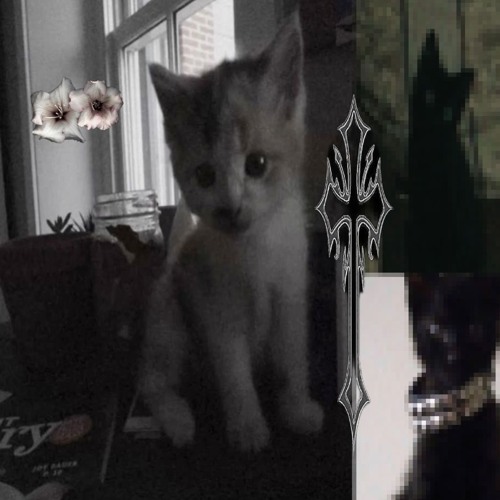 gone and missing... (secret drop)