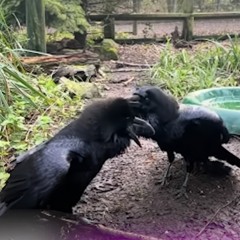 Two Crows (Wavwars S2.7)