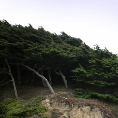 Creaking Trees in the Wind Sound [Binaural Soundscape]