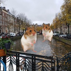 hamsterdam