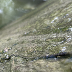 creekbed |\| SHOO X TEC