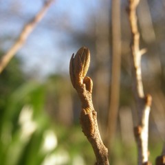 Of Bare Roots & Buckthorn