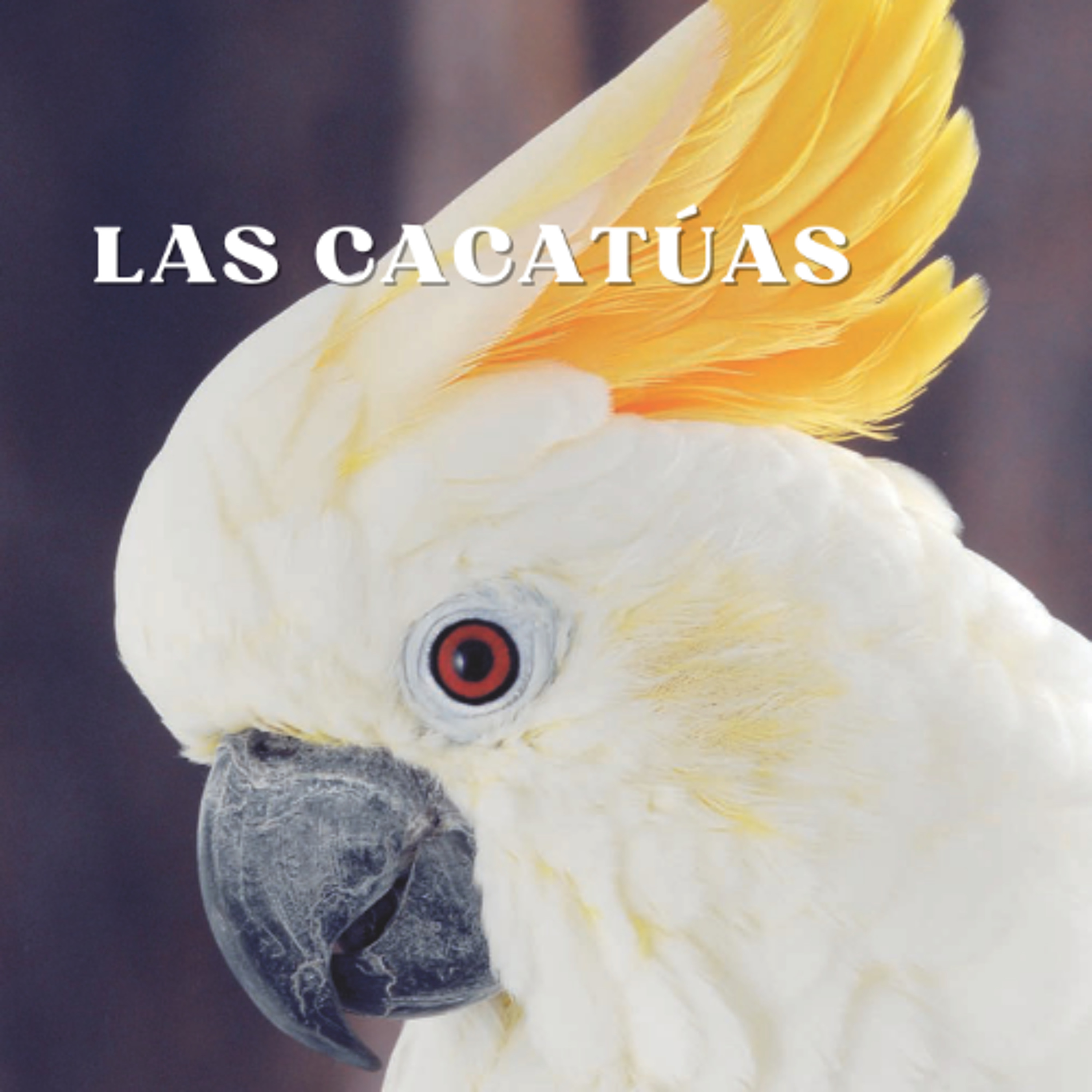 [#Podcast] Las Cacatúas - Cockatoos episode artwork