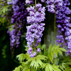 Liquid Stranger x YOOKiE (Ceremony x DOWN WiTH THE SiCKNESS) mashup