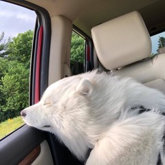 #v_pamyati +kurgun (corn)