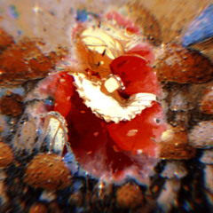 Mushroom (ZombieU & graBEATy Remix)