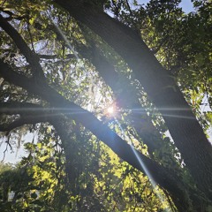 A walk through the forest with tyler